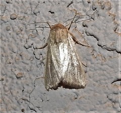 Leucania oaxacana