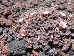 Oxalis chachahuensis