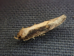 Atomotricha isogama