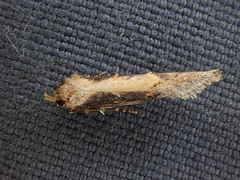 Atomotricha isogama
