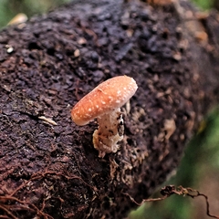 Lentinula aciculospora