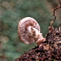 Lentinula aciculospora