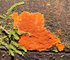 Hypoxylon crocopeplum