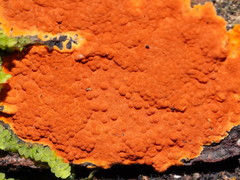 Hypoxylon crocopeplum