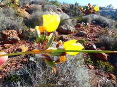 Bobartia longicyma