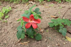 Abelmoschus sagittifolius