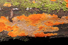 Hypoxylon crocopeplum