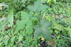 Abelmoschus sagittifolius