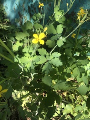 Chelidonium majus