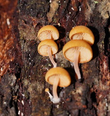 Gymnopilus eucalyptorum