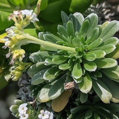 Heliotropium anomalum