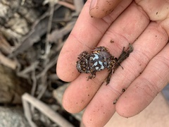 Pseudophryne bibronii