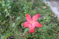 Abelmoschus sagittifolius