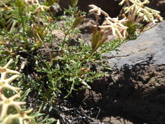 Glandularia macrosperma