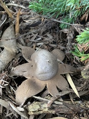 Myriostoma australianum