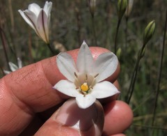 Triteleia peduncularis