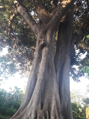 Ficus macrophylla
