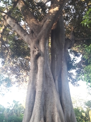 Ficus macrophylla