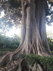 Ficus macrophylla