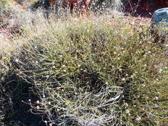 Heterolepis peduncularis