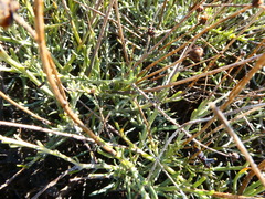 Heterolepis peduncularis