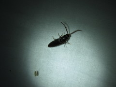 Dicrepidius corvinus