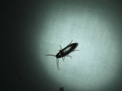 Dicrepidius corvinus