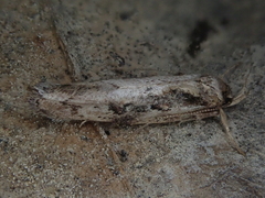 Atomotricha isogama