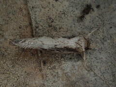 Atomotricha isogama