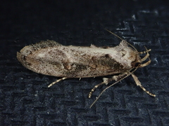 Atomotricha isogama