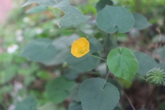 Abutilon indicum