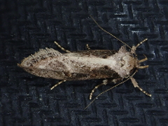 Atomotricha isogama