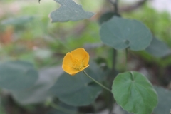 Abutilon indicum