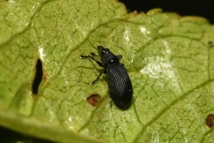 Magdalis ruficornis