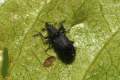 Magdalis ruficornis