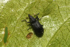 Magdalis ruficornis