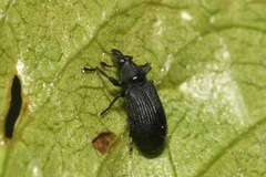 Magdalis ruficornis
