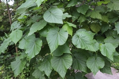 Abutilon indicum