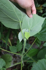 Abutilon indicum