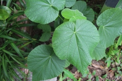 Abutilon indicum