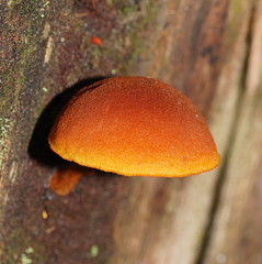 Gymnopilus ferruginosus