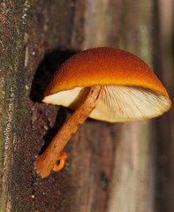 Gymnopilus ferruginosus