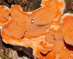 Gloeoporellus merulinus