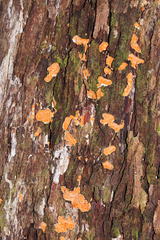 Gloeoporellus merulinus