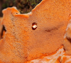 Gloeoporellus merulinus