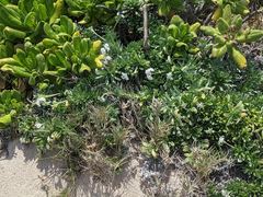 Heliotropium anomalum