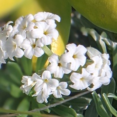 Heliotropium anomalum