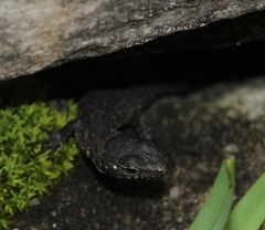 Ninurta coeruleopunctatus