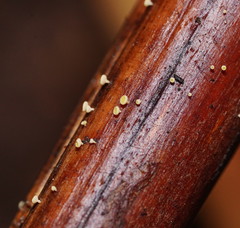 Lachnum pteridophyllum