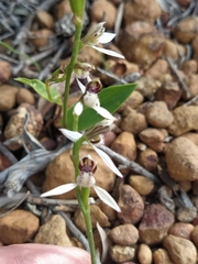 Eriochilus dilatatus